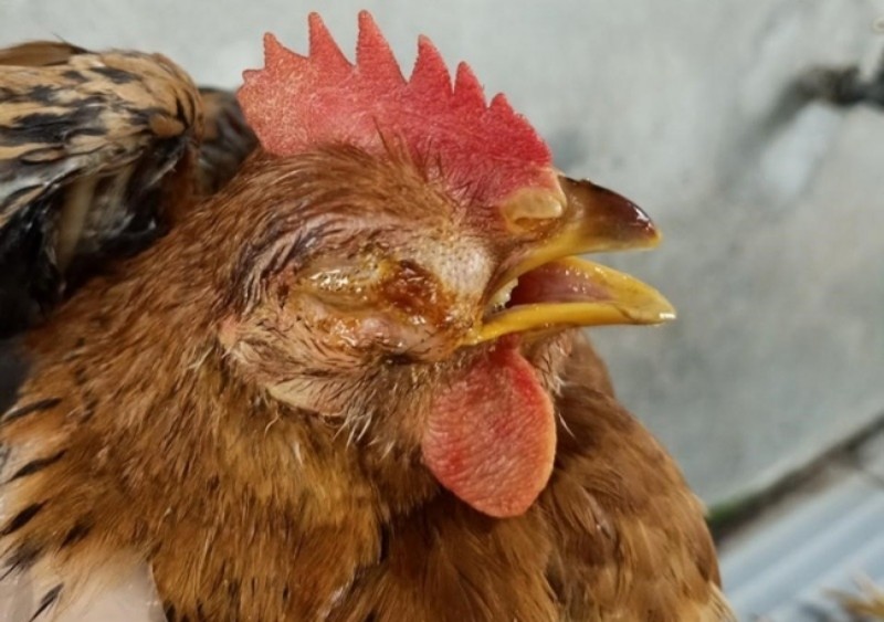 Triệu chứng khác