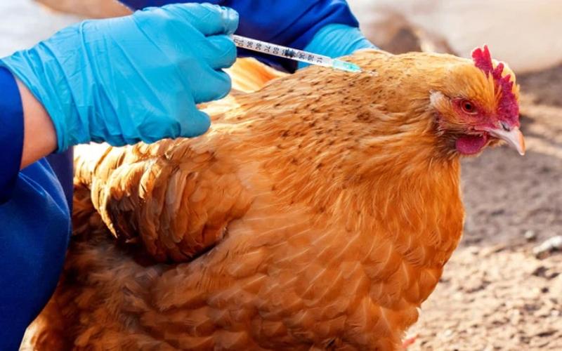 Phương pháp điều trị bệnh CRD ở gà hiệu quả