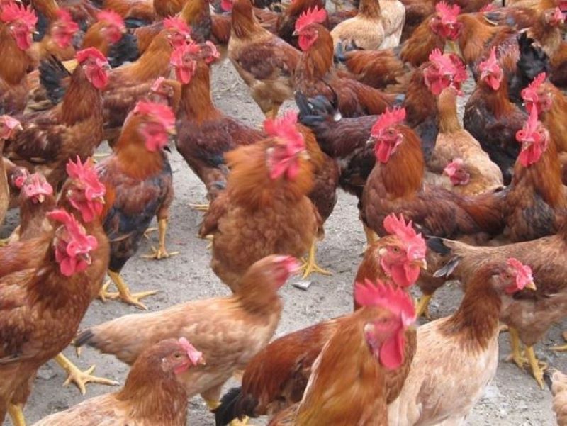 Bệnh đầu đen xuất hiện do đâu?