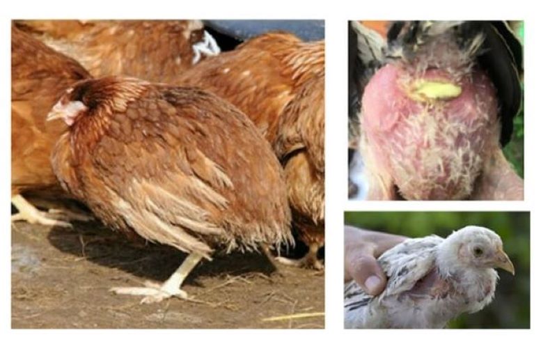 Lây truyền qua đường tiêu hóa