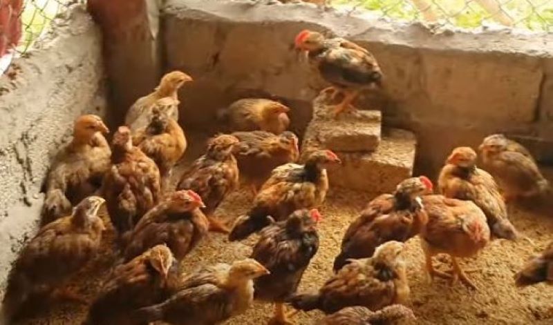 Vệ sinh môi trường sống thoáng mát và khô ráo