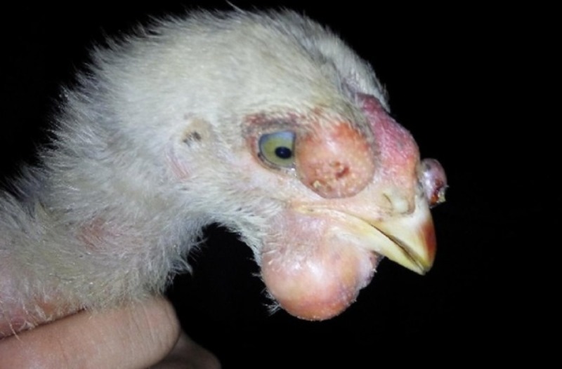 Những triệu chứng nổi bật thường gặp khi gà bị bệnh