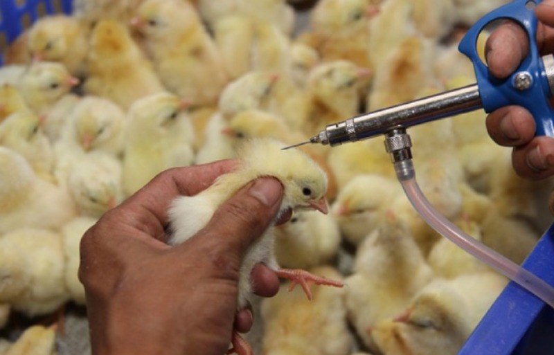 Những nguyên nhân phổ biến dẫn đến bệnh đậu gà