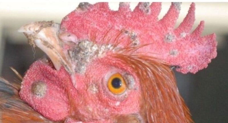 Kinh nghiệm chữa bệnh đậu ở gà hiệu quả