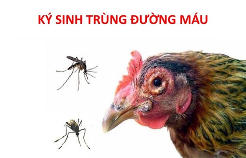 Bệnh ký sinh trùng đường máu ở gà là gì?