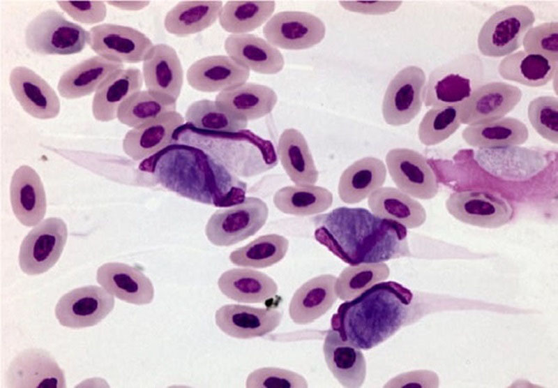 Nguyên nhân gà bị nhiễm ký sinh trùng đường máu