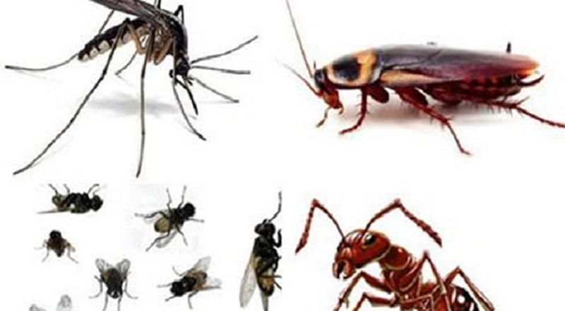 Nguyên nhân gà bị nhiễm ký sinh trùng đường máu