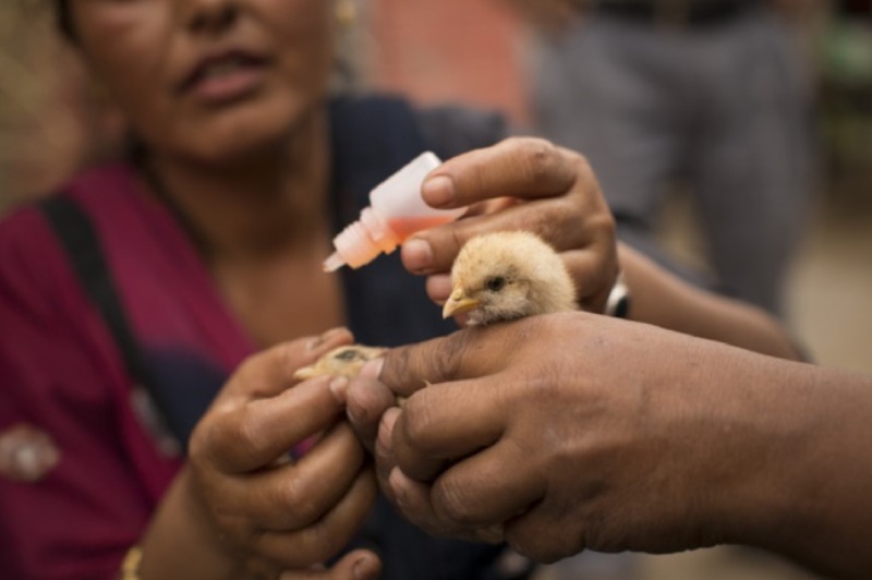 Tiêm vacxin phòng bệnh