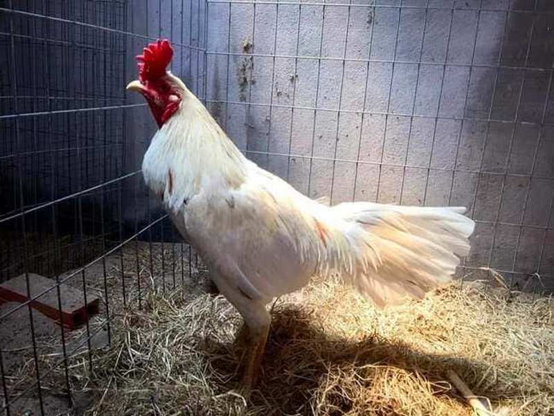 Bí kíp lựa chọn giống gà Thái tốt