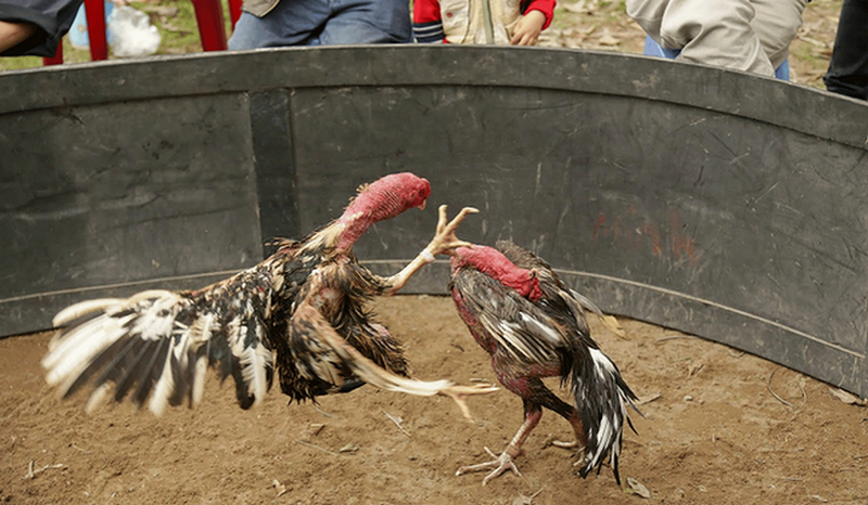 Tại phần đầu, mặt