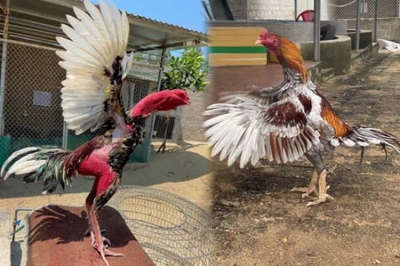 Ngoại hình ấn tượng