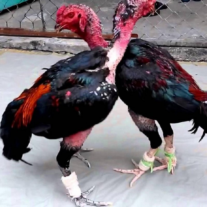 Lối đá độc đáo