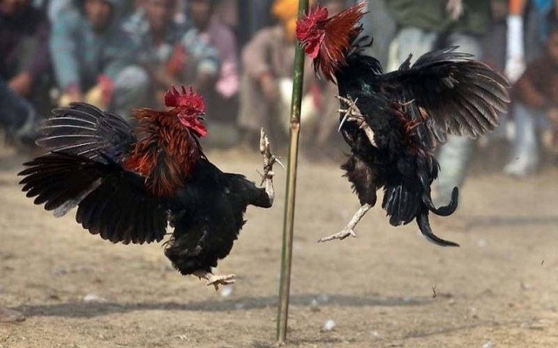 Cách nuôi gà Chọi C1 mang lại hiệu quả