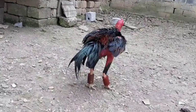 Cho gà tập lực chân