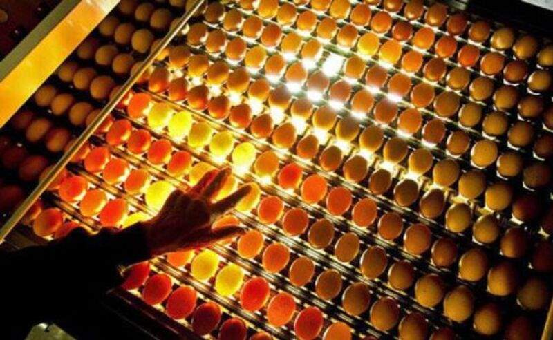 Soi trứng để lựa chọn phôi phát triển tốt