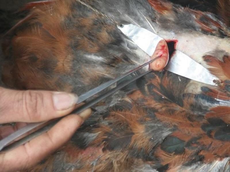 Cách thiến gà là loại bỏ tinh hoàn của gà