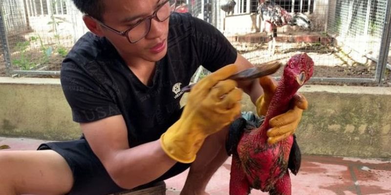 Phương pháp vào nghệ cho gà chọi không phải anh em nào cũng biết