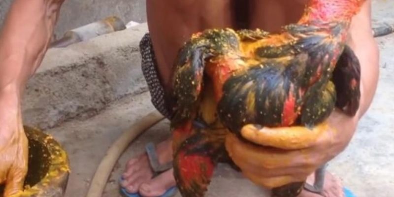 Một số lưu ý khi vào nghệ cho gà chọi