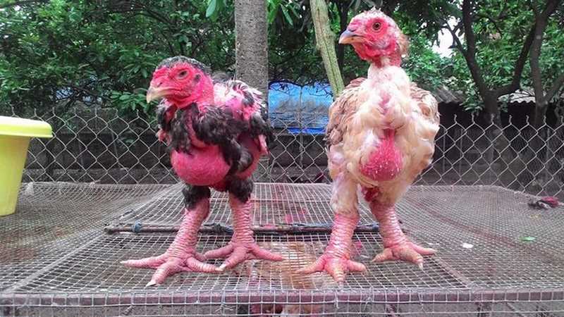 Cái tên có nguồn gốc từ xãĐông Tảo thuộc tỉnh Hưng Yên