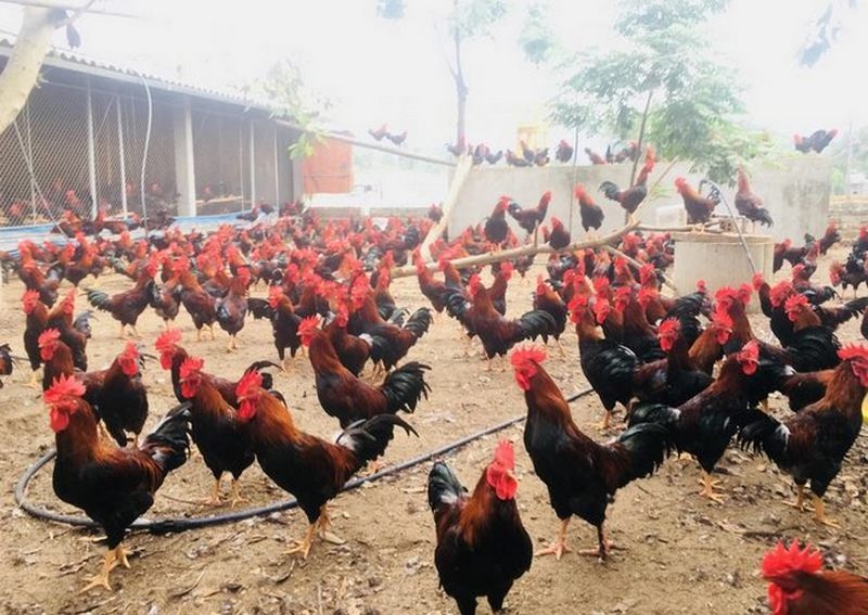 Giống gà thuần chủng