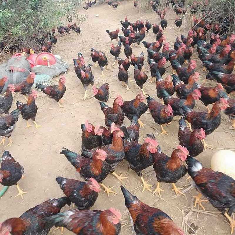 Lựa chọn thức ăn cho gà