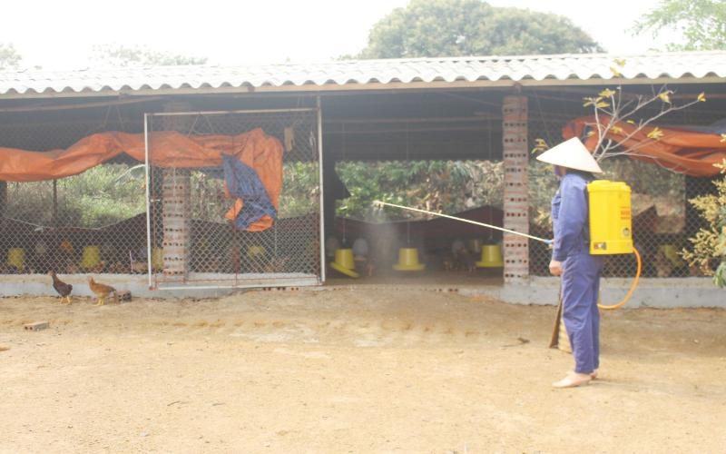 Đảm bảo môi trường chăn nuôi sạch sẽ để ngăn ngừa chướng diều ở gà