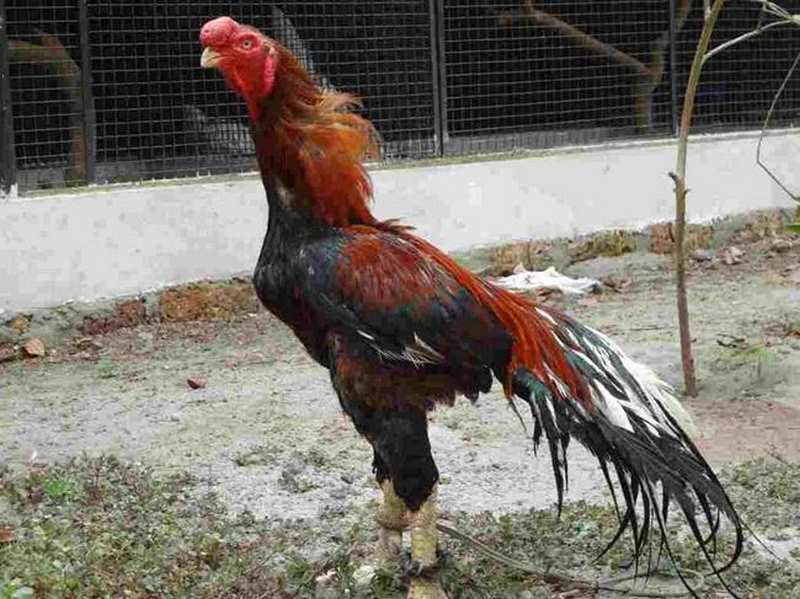 Gà có ngoại hình vô cùng vạm vỡ