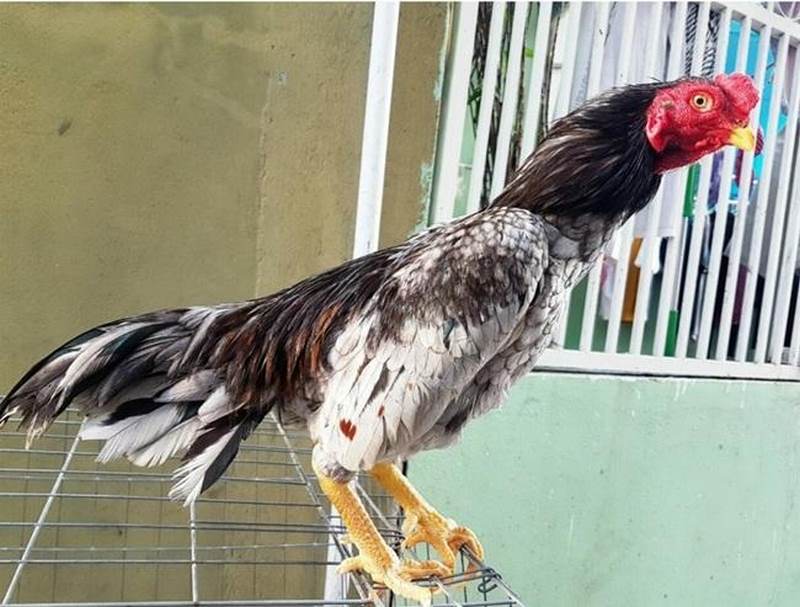 Gà mang lại giá trị kinh tế cực kỳ cao