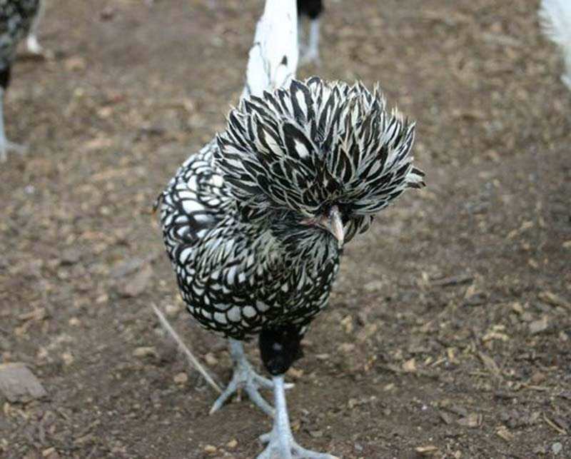 Được gọi gà sư tử vì có chiếc mào xù lên như bờm sư tử