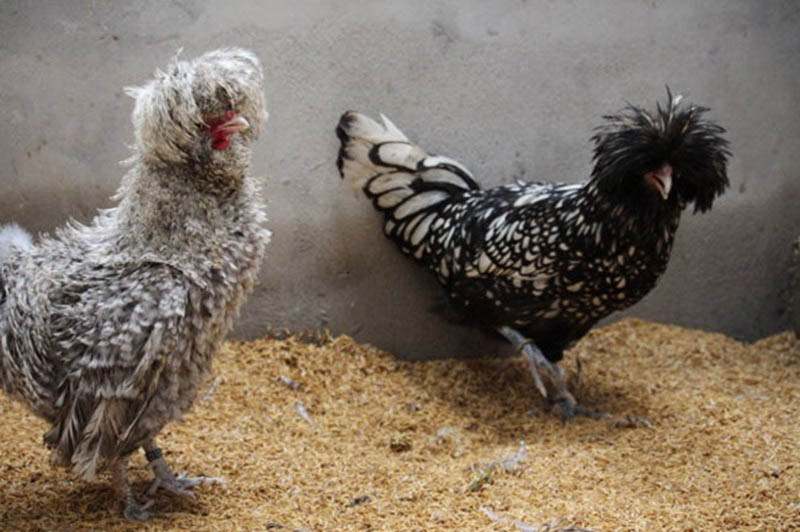 Đảm bảo những điều trên để gà khoẻ mạnh