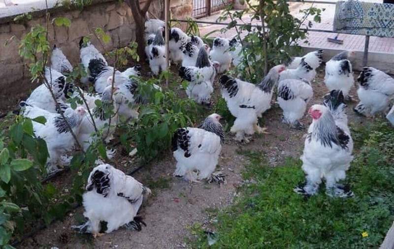  Nên chọn mua gà giống từ những cơ sở uy tín, đảm bảo chất lượng