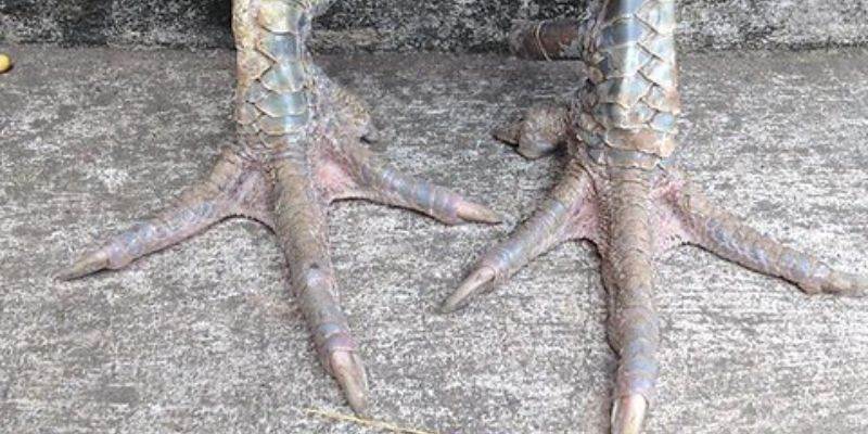 Các loại gà chân chì