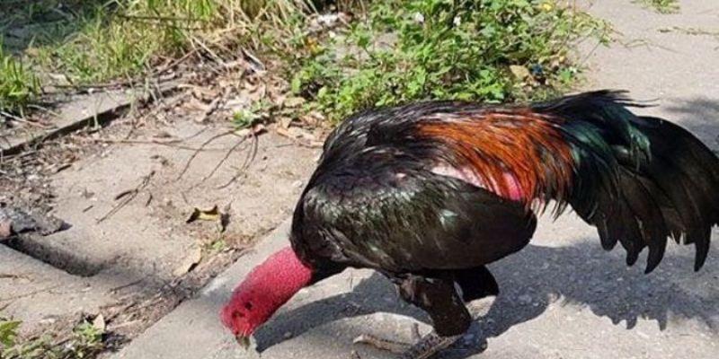 Nên chọn nuôi gà chân chì từ bé