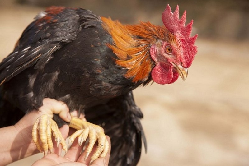 Gà 9 cựa là giống gà gì?