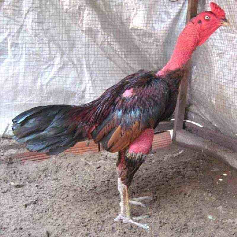 Gà chọi Bình Định chủ yếu có lông ở cánh và đuôi