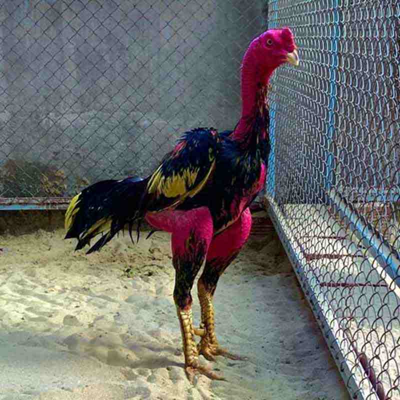 Giống gà có thân hình chắc khoẻ, tương đối cao