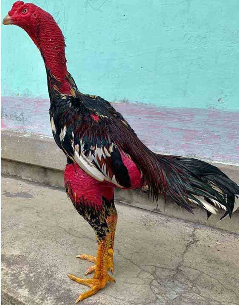 Với chân cao là vũ khí đánh bại đối thủ