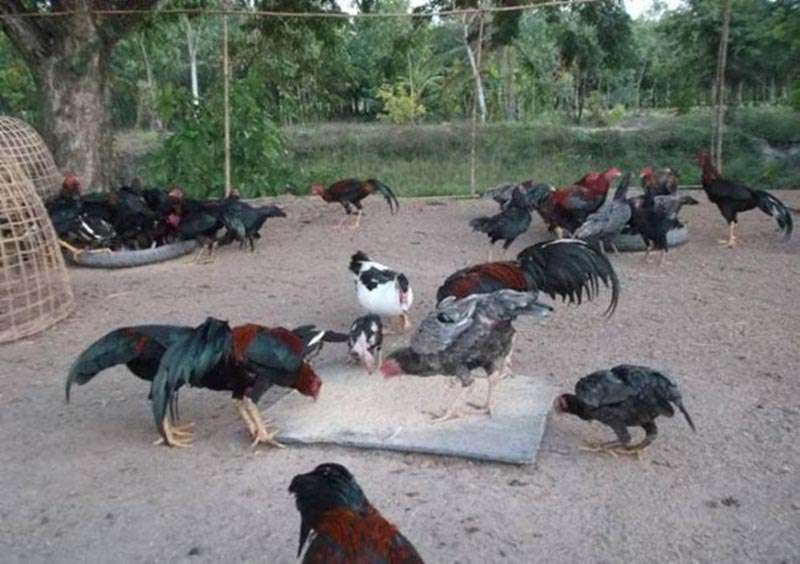 Trại gà Bảy Quéo với trăm con gà đẳng cấp