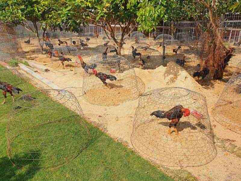 Ba Bảo - điểm đến của những người yêu thích gà đá