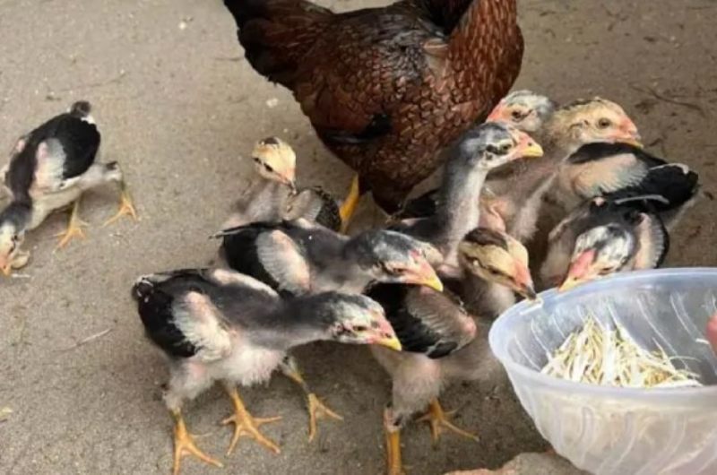 Hướng dẫn lựa chọn giống gà chọi