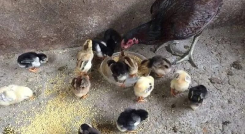 Chuẩn bị chuồng và thiết bị chăn nuôi gà con