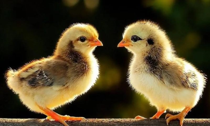 Chuẩn bị nước uống đầy đủ cho gà