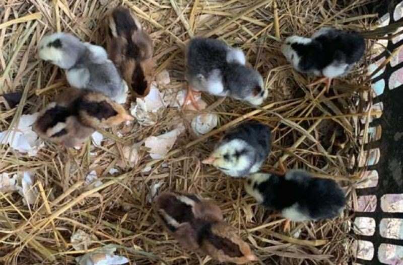 Hướng dẫn chăm sóc gà con theo quá trình phát triển