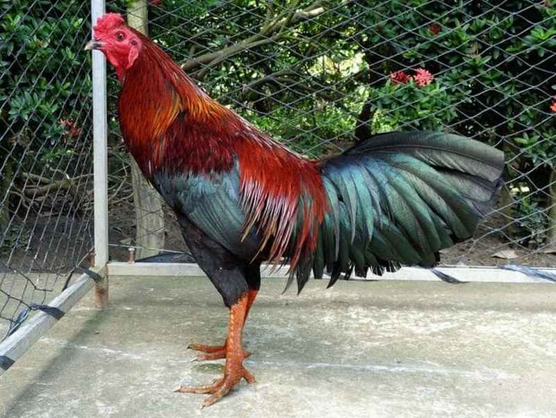 Gà chọi Thái mang lại nhiều giá trị cốt lõi