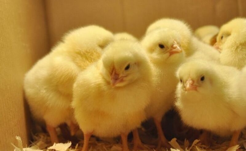 Gà con mới ra đời sẽ có chất lượng đồng đều nhau sau khi được chọn lọc.