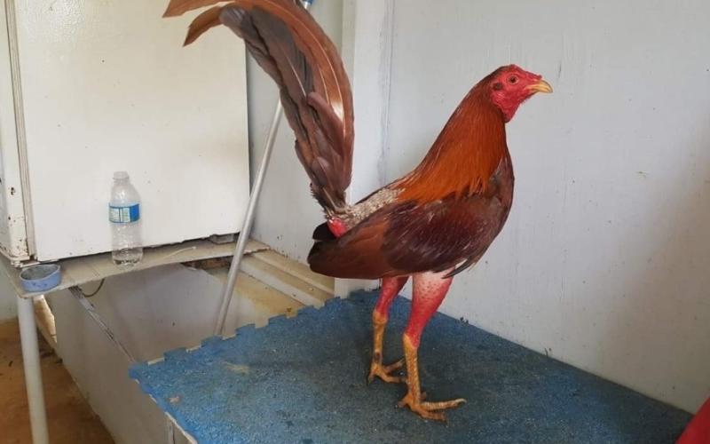 Tìm hiểu thông tin về nguồn gốc của gà Cuban