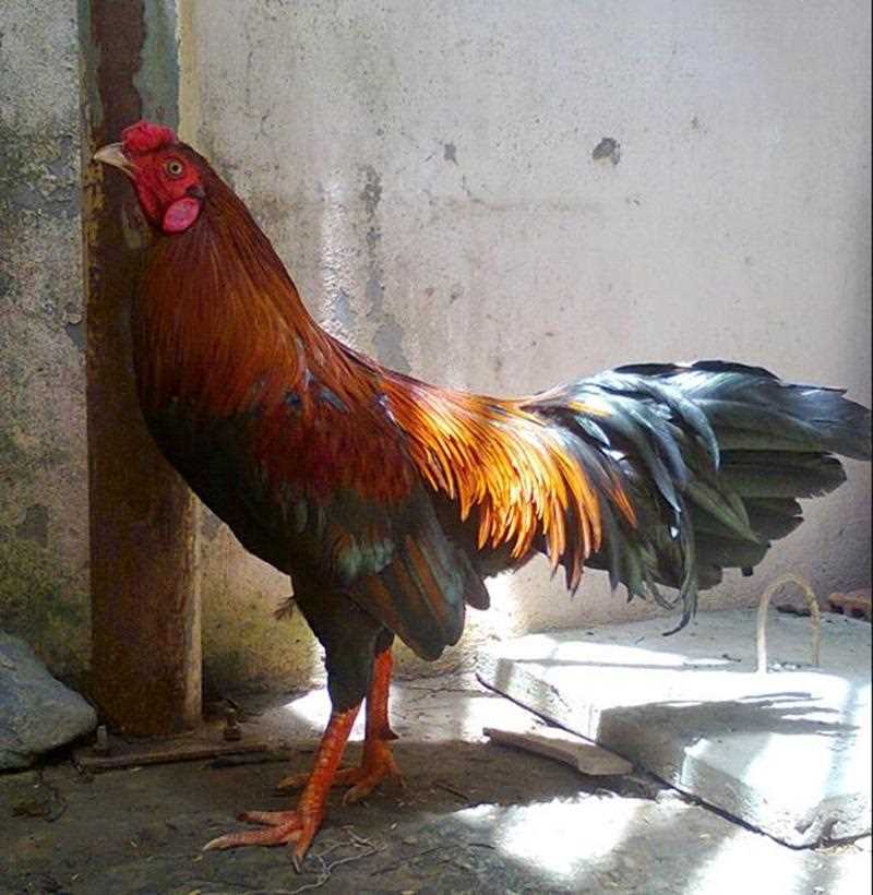 Gà có màu lông chủ đạo là đỏ xen kẽ chút đen
