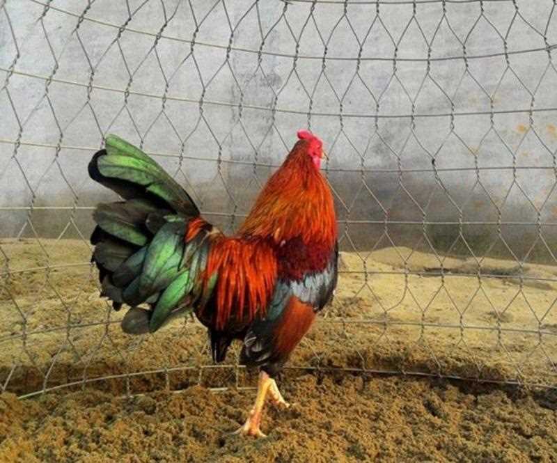 Cần nuôi dưỡng và chăm sóc gà theo đúng tiêu chuẩn