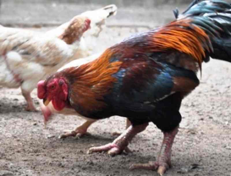 Gà hồ có nguồn gốc từ Bắc Ninh