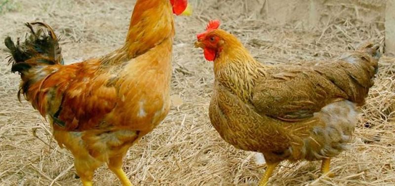 Gà hồ có giá trị kinh tế rất cao